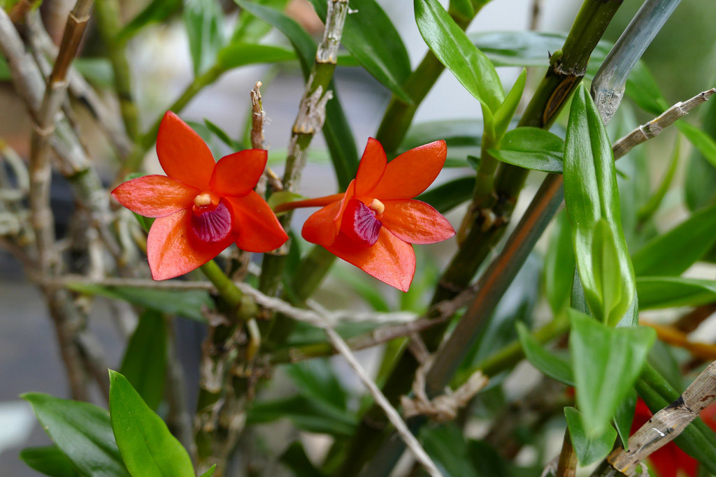 Lan Hoàng thảo Dendrobium mohlianum