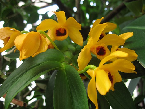 Cách trồng lan Dendrobium Ochreatum