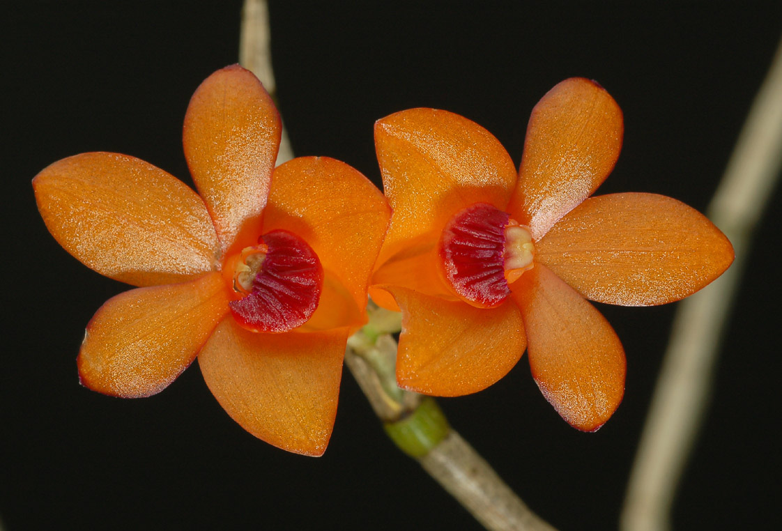 Lan Hoàng thảo Dendrobium mohlianum