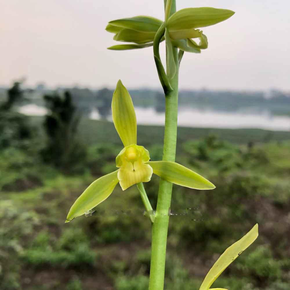 Địa lan đại thanh