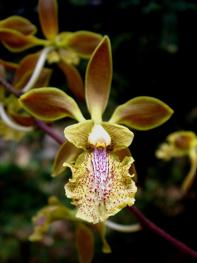 Lan Encyclia ambigua