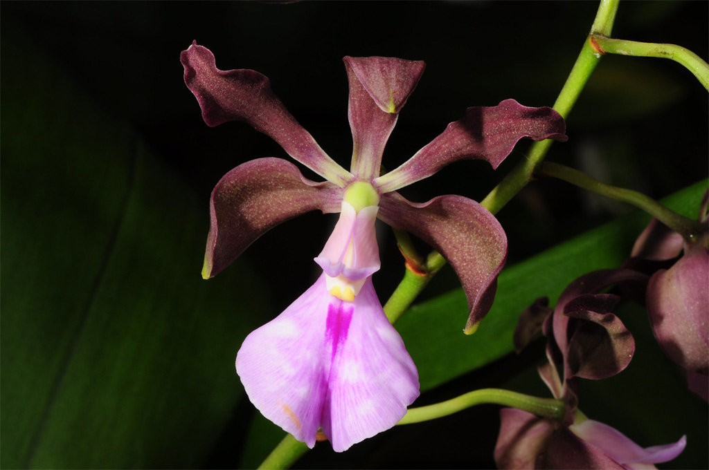 Lan Encyclia cordigera