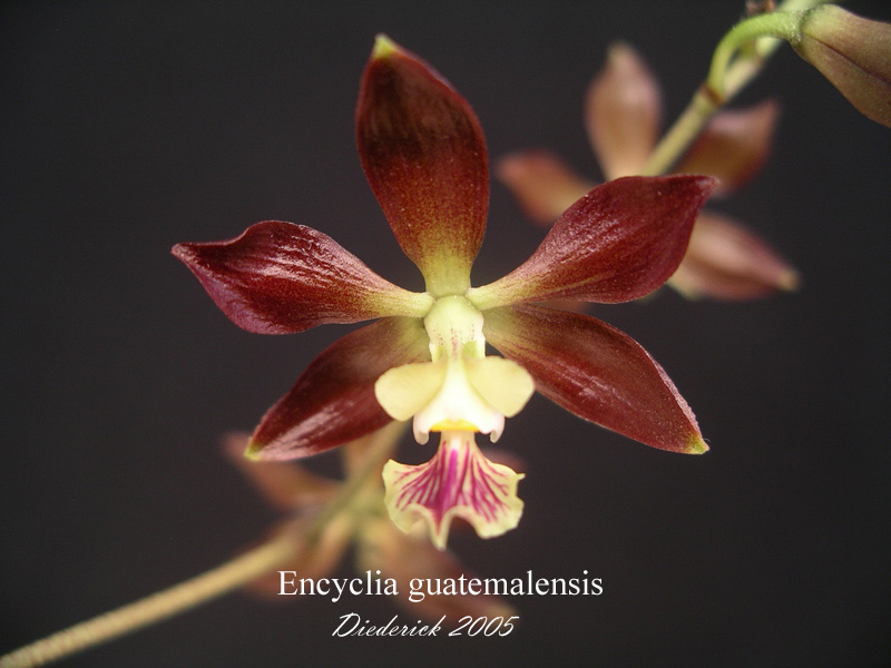 Lan Encyclia guatemalensis