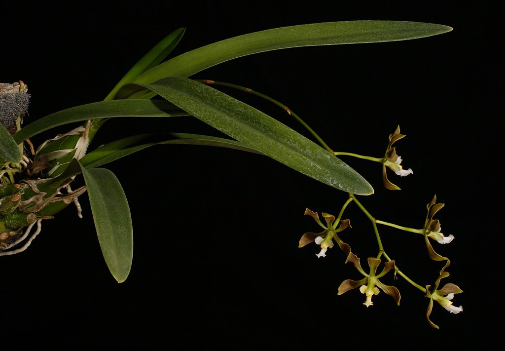 Lan Encyclia selligera