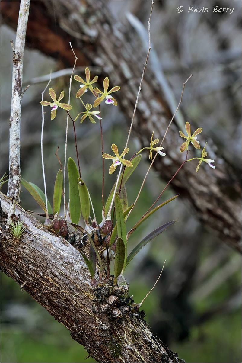 Lan Encyclia tampensis