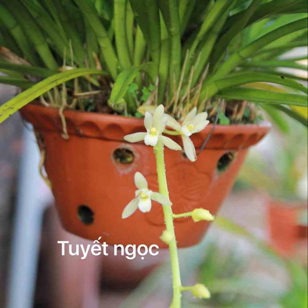 Địa lan kiếm Tuyết Ngọc