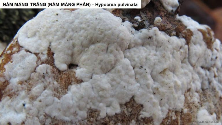 Nấm mảng trắng, nấm mảng phấn – Hypocrea pulvinata 