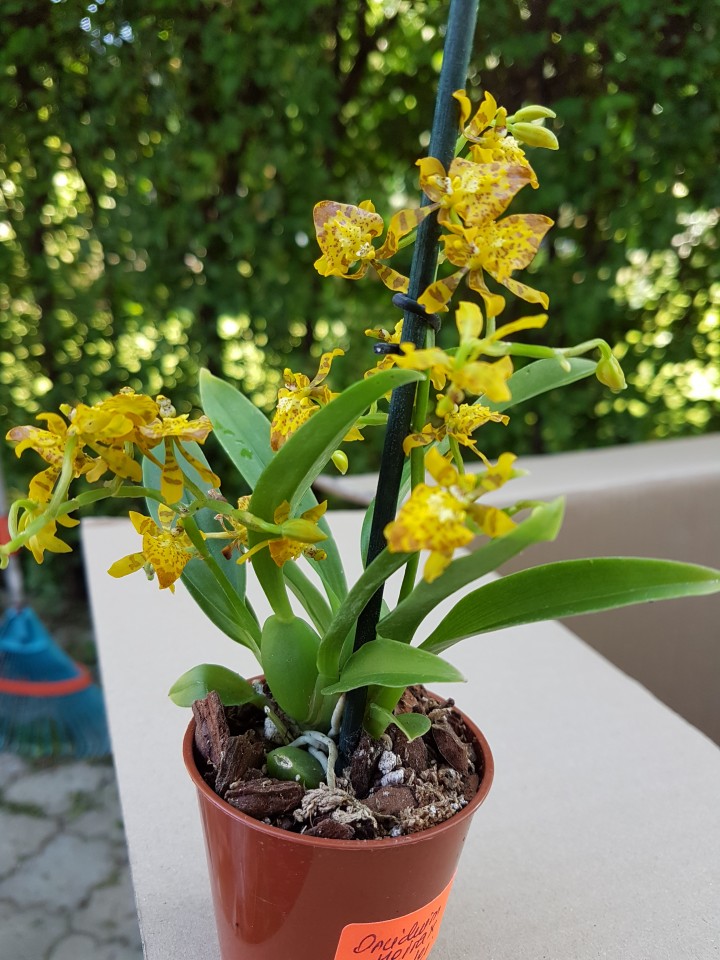 Lan Cyrtochilum meirax