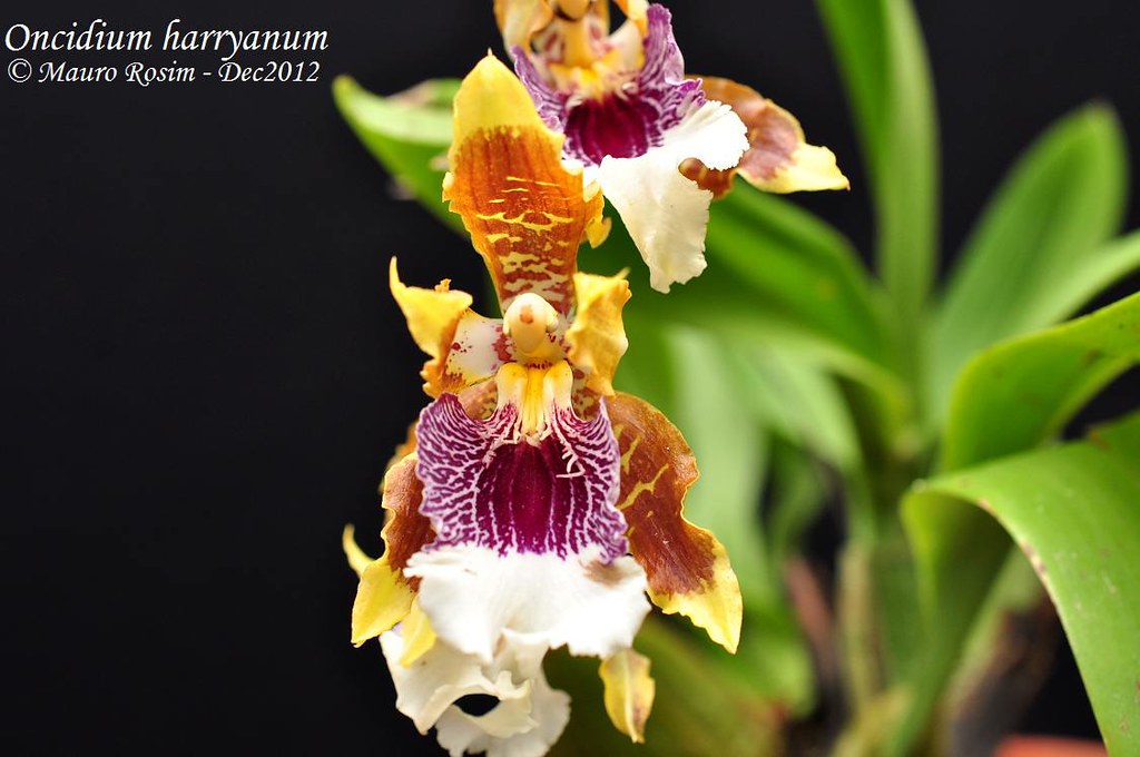 Lan vũ nữ harryanum - Oncidium harryanum