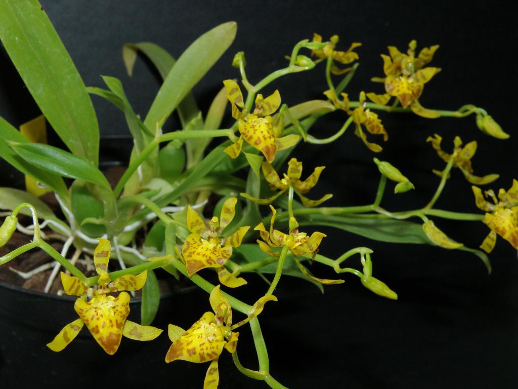 Lan Cyrtochilum meirax