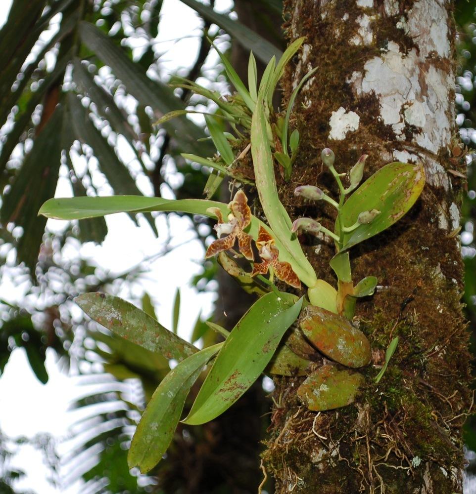 Lan vũ nữ harryanum - Oncidium harryanum