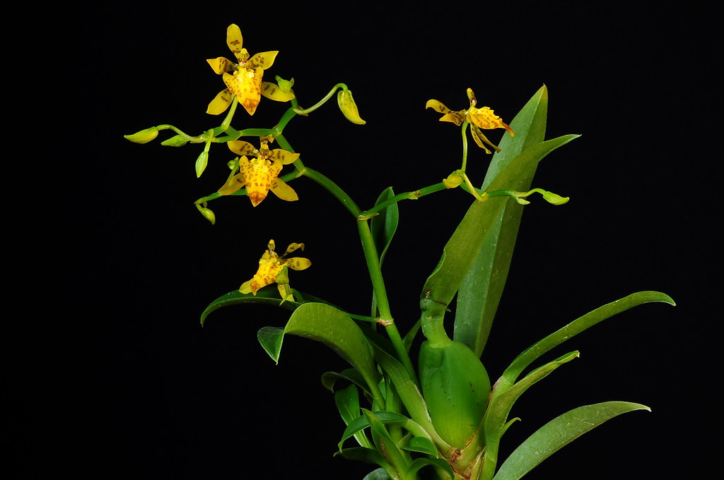 Lan Cyrtochilum meirax