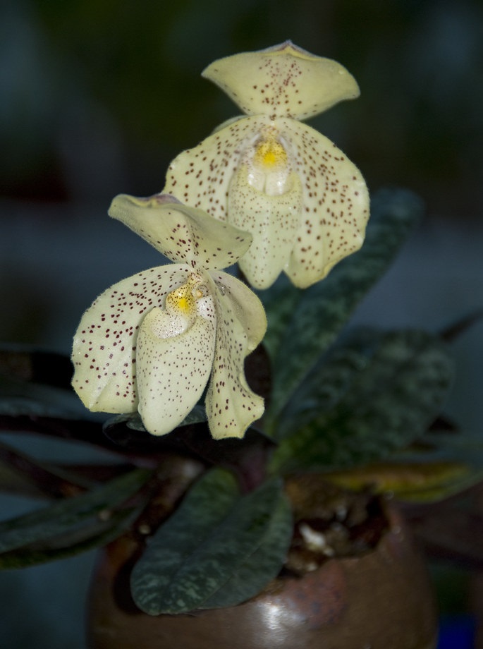 Trồng lan hài đốm - Paphiopedilum concolor