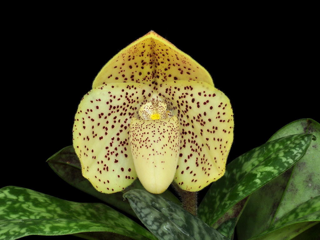 Paphiopedilum concolor growing orchid