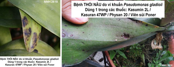 Thối nâu do vi khuẩn Pseudomonas