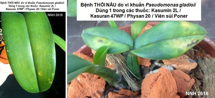 Thối nâu do vi khuẩn Pseudomonas