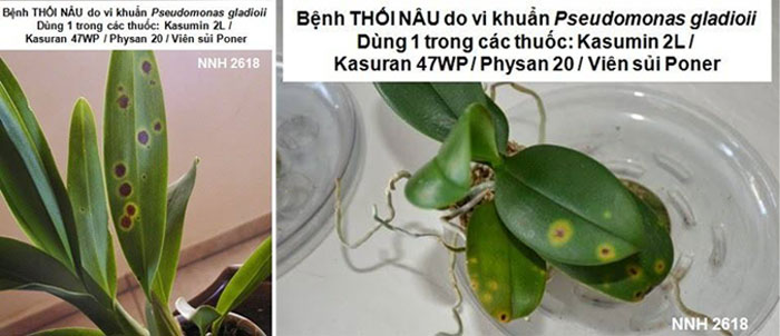 Thối nâu do vi khuẩn Pseudomonas