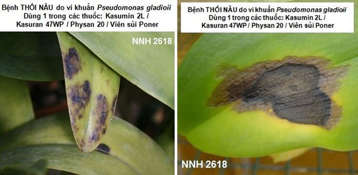 Thối nâu do vi khuẩn Pseudomonas