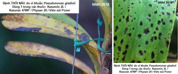 Thối nâu do vi khuẩn Pseudomonas