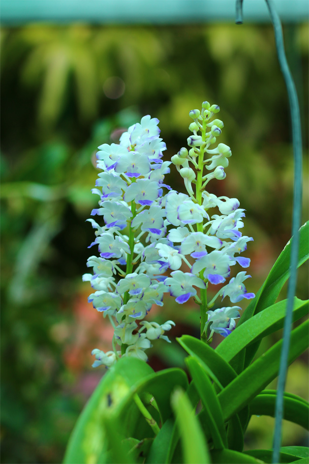 Cách trồng và chăm sóc lan hải yến - Rhynchostylis coelestis