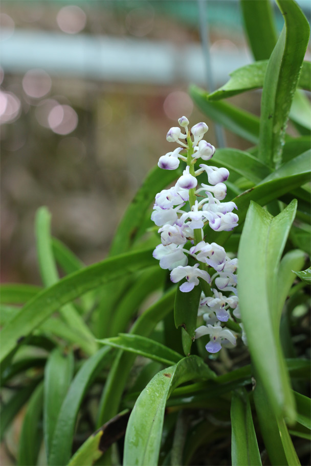 Cách trồng và chăm sóc lan hải yến - Rhynchostylis coelestis