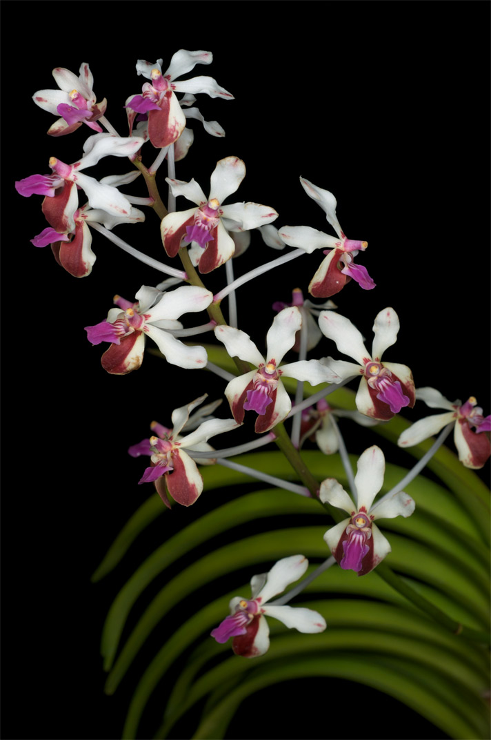 Lan Vanda lamellata