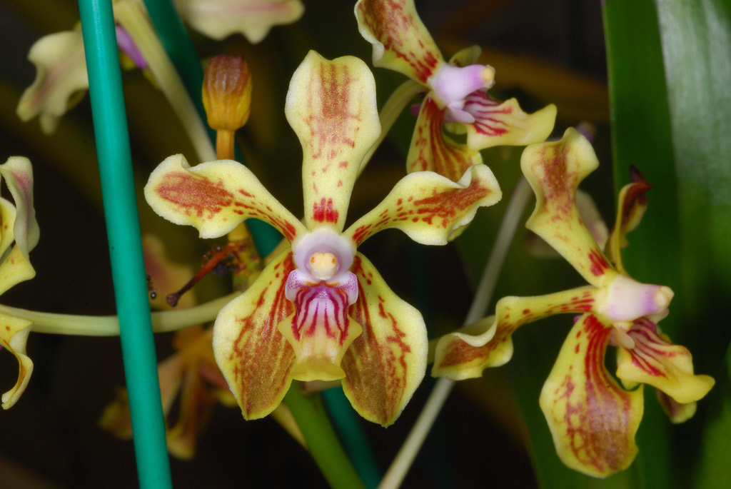 Lan Vanda lamellata